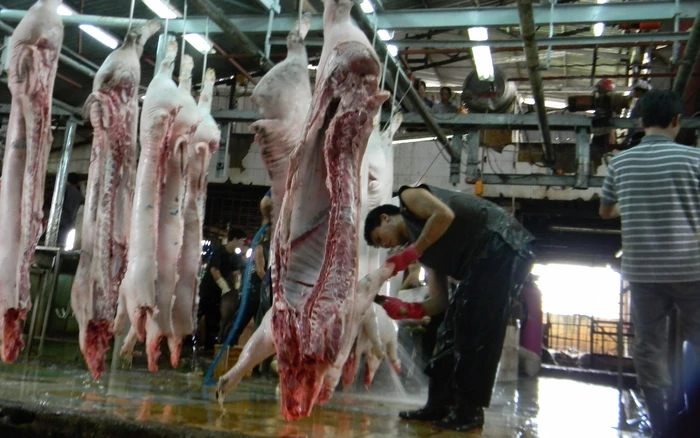 16% thịt nhiễm vi sinh